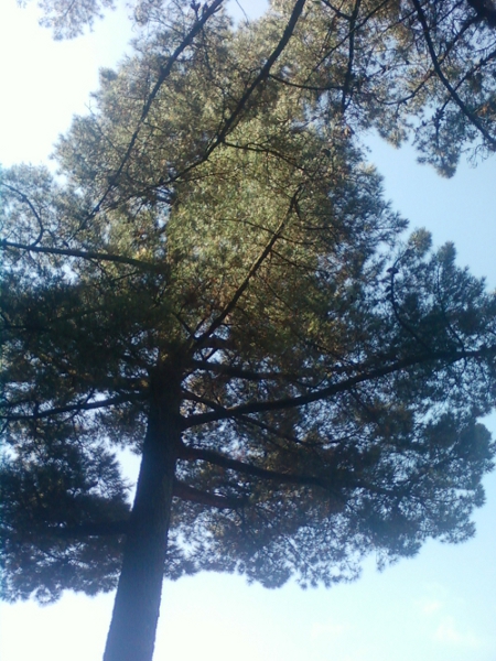 Picea abies e Pinus sp. pl.